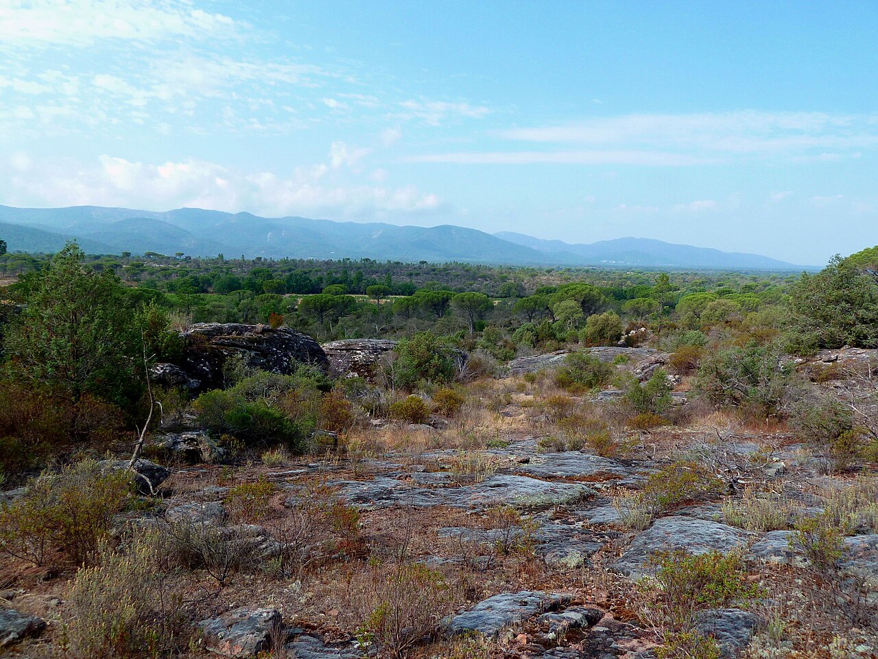Le bois du Rouquan à Vidauban, dans la région du Château d’Astros.