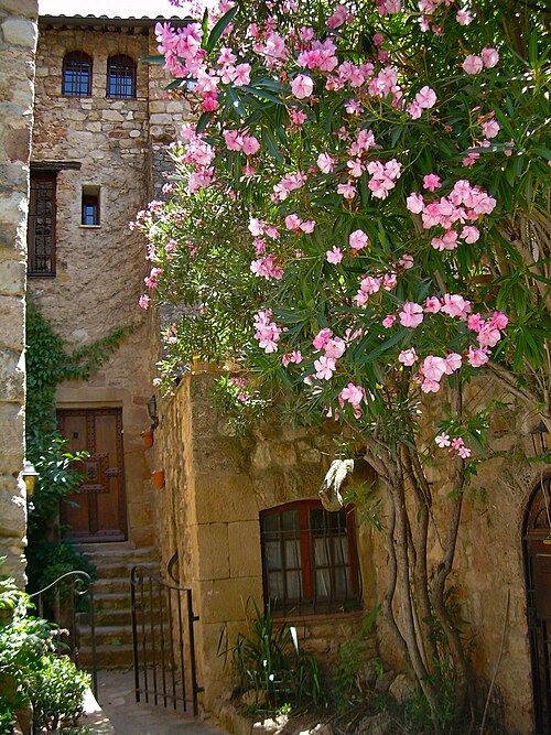 Maisons de pierre et laurier fleuri dans le vieux village des Arcs-sur-Argens